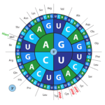 Codon wheel showing selection of DNA base pairs and amino acids used for codon optimization of custom gene synthesis.