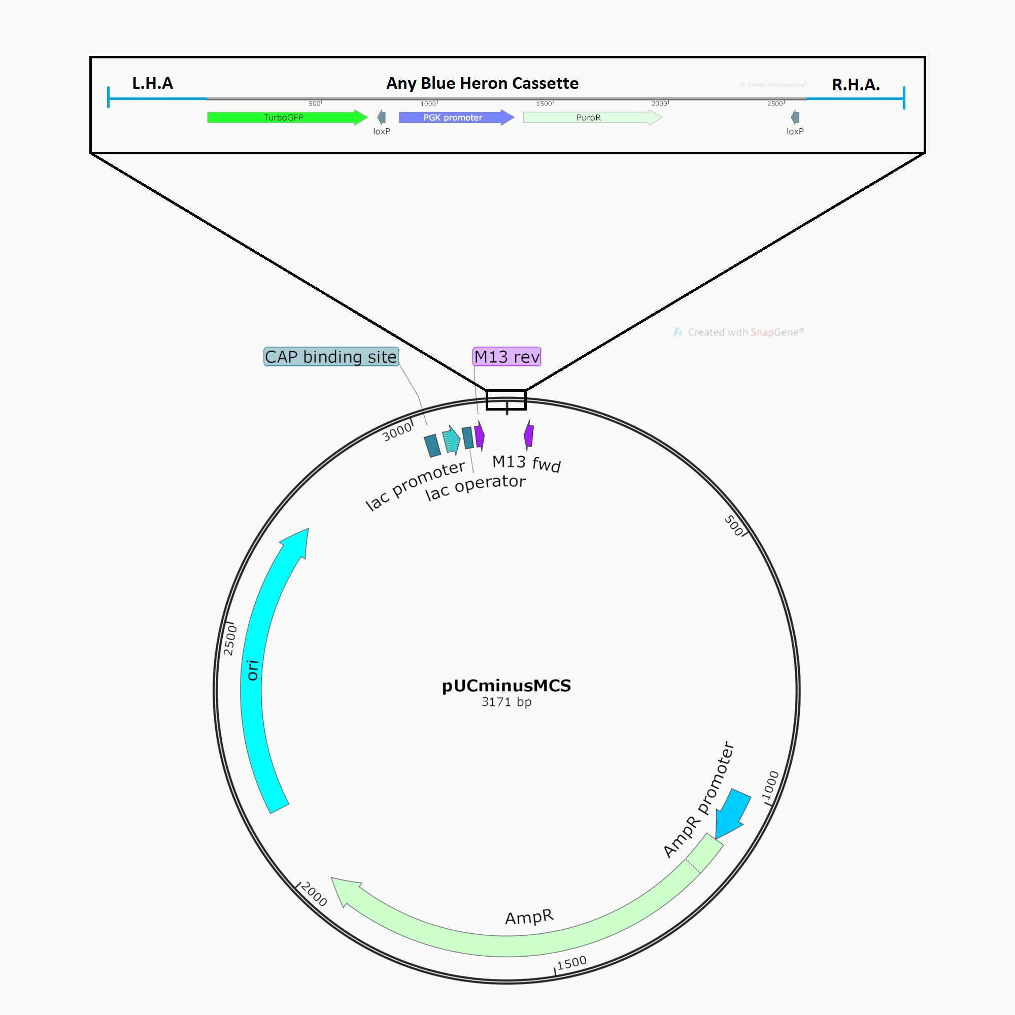 Blue Heron Biotech, LLC - Gene Synthesis - CRISPR Cas9