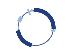 Blue Heron Biotech, LLC - Gene Synthesis - Whole Plasmid Sequencing